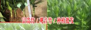 今日鳳尾竹批發(fā)采購價(jià)格（0.6元）