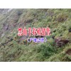 黑山羊多少錢一斤2017|黑山羊價格多少錢一斤