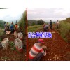 宣威百合廠家$云南宣威百合農民種植基地