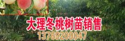 云南豐產冬桃樹苗(附圖)