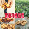 今日黃姜銷售價(jià)格是多少?