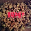云南黃精多少錢?紅河屏邊哪黃精種植銷售