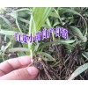 云南白芨小苗哪家好+大理/麗江/德宏白芨小苗育苗示范地