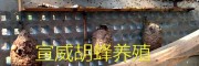 云南胡蜂生態養殖筑巢技術，養殖大棚建造（內景）
