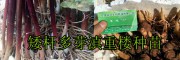 云南高桿滇重樓種子種植銷售，大理振軒生物科技