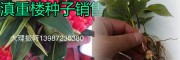 重樓種子出售，大理振軒提供技術指導