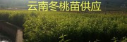 大理新品種果苗：冬桃苗、映霜紅桃苗