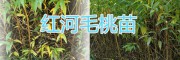 曲靖周邊毛桃苗批發，價格從優