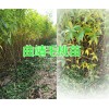 曲靖山毛桃苗銷售，毛桃實生苗|貴州桃苗批發商