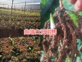 云南白芨種子苗價格信息，曲靖白芨種植合作社信息