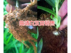曲靖天麻種子多少錢？曲靖白芨成品銷售|曲靖天麻產地