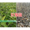 云南早酥紅梨樹苗？昭通紅梨樹苗批發價格15125404188