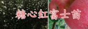 曲靖黃金李樹苗基地，自產自銷云南高產大紅袍花椒苗