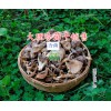 雞足山冷菌干供應-云南松茸干批發-大理二級松茸干廠家