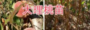 大理冬桃苗銷售農(nóng)場：中華2號(hào)冬桃苗