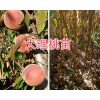 大理彌渡果苗供應：脆紅李子苗、中華2號冬桃苗現貨批發
