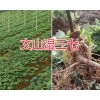 新鮮三七價(jià)格&新鮮三七規(guī)格-文山濕三七批發(fā)供應(yīng)