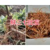哪個品牌的鮮三七實惠？文山市三七基地，濕三七供應(yīng)