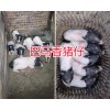 云南巴馬香豬報價-商品香豬銷售、香豬種苗批發(fā)