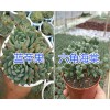 昆明多肉植物哪里進(jìn)貨？植物齊全價格低的多肉栽培基地
