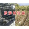 娘青核桃苗-云南核桃樹苗基地/大理優(yōu)質(zhì)核桃苗供應