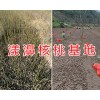 今日漾濞核桃苗供應信息-大理優(yōu)質(zhì)核桃苗/栽培技術服務