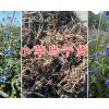 小草烏銷售價格&新鮮小草烏圖片-富源小草烏干貨