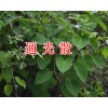 云南昆明通光散銷(xiāo)售信息/13888679809吳萸大紅袍大貨