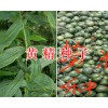 黃精中藥材種子種苗銷售網(wǎng)*個(gè)舊滇黃精種子