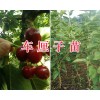 紅河車?yán)遄用缗l(fā)價(jià)格&矮化車?yán)遄用?個(gè)舊車?yán)遄訖烟颐? onmouseover=