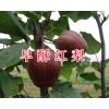 紅色之愛蘋果&個(gè)舊早酥紅梨批發(fā)400-6633-626