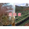 哪里有賣當(dāng)歸種子？云南野當(dāng)歸種子銷售-13987235380