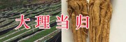 大理當歸種子批發，提供當歸種子直播技術