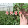 馬鈴薯繁種-昆明尋甸馬鈴薯基地-高原洋芋