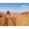 尋甸冬種馬鈴薯*云南馬鈴薯基地-昆明馬鈴薯批發商