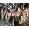 玄參苗種植技術(shù)指導-保山玄參苗批發(fā)商400-6633-626