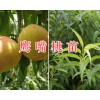 云南哪有鷹嘴桃苗：鷹嘴桃種苗銷(xiāo)售&鷹嘴桃苗價(jià)格
