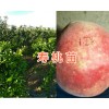 云南哪有中華壽桃苗賣？大理壽桃苗基地直銷