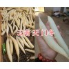 云南中藥材天冬_云南天門冬批發-青野中藥材