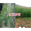 紅豆杉小苗批發(fā)-昆明紅豆杉苗基地/紅豆杉價格