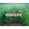 30公分—70公分紅豆杉苗價格&云南雪松苗批發(fā)價格