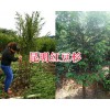 云南哪有紅豆杉基地？昆明紅豆杉供應信息