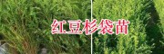 紅豆杉裸根苗價格&雪松裸根苗銷售