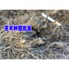 蒼術又叫赤術、槍頭菜多少錢一斤*山精又叫蒼術種植哪里有賣