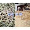 桔梗批發價格/云南價格桔梗-麗江桔梗銷售供應
