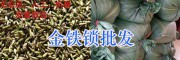 獨定子種一斤多少錢/金鐵鎖種子今日供應
