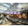 云南哪有胡蜂蜂王銷售？宣威胡蜂養殖蜂王