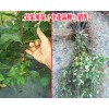 2018吳茱萸苗價格|貴州一畝吳茱萸年產(chǎn)多少錢？