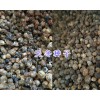 產(chǎn)地麗江大天冬種子出售-永勝天冬種植13578350904