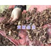 滇黃精塊莖畝產多少&滇黃精苗圖片_云南滇黃精產銷